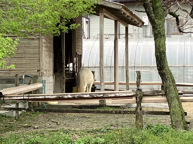 上原田公園隣の原田の田舎卵のポニー