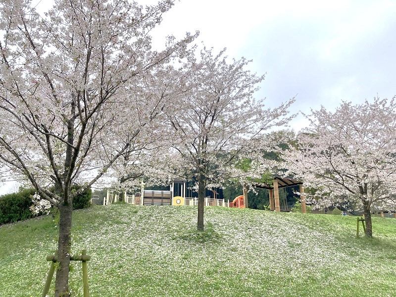 上原田公園の桜