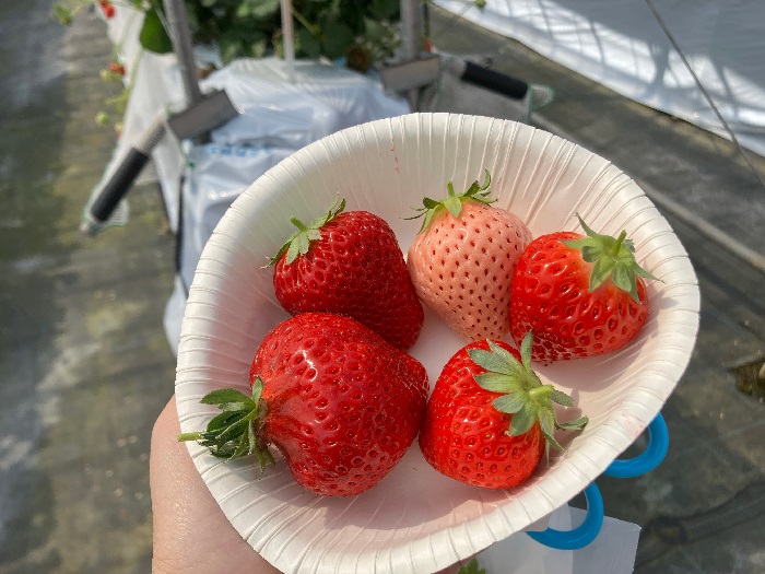 イチゴ狩り 食べ比べ
